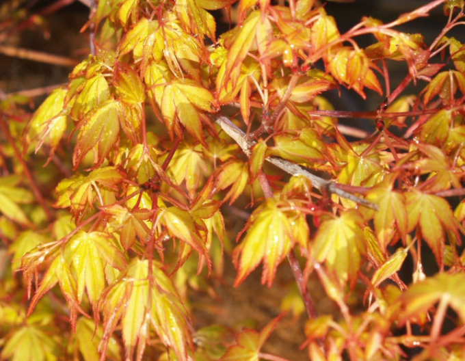 Palmblättriger Ahorn Katsura