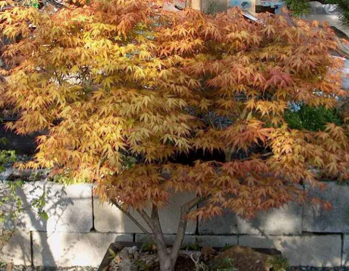 Palmblättriger Ahorn Katsura