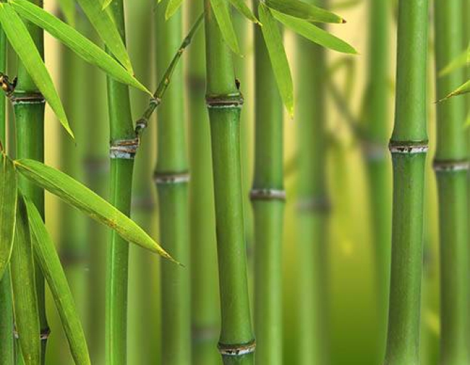 Bambus  Bissettii 