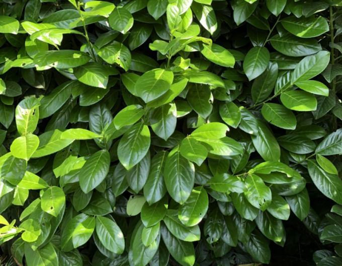 Kirschlorbeer Novita