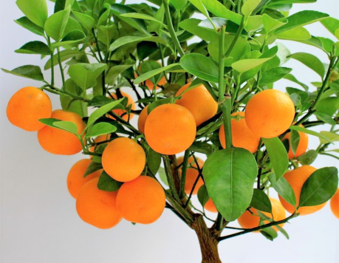 Mandarinen-Zitronenbaum Mandarino