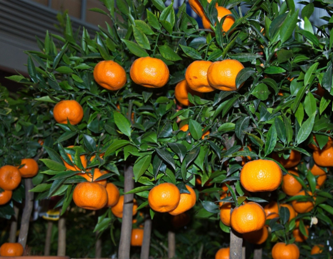 Mandarinen-Zitronenbaum Mandarino