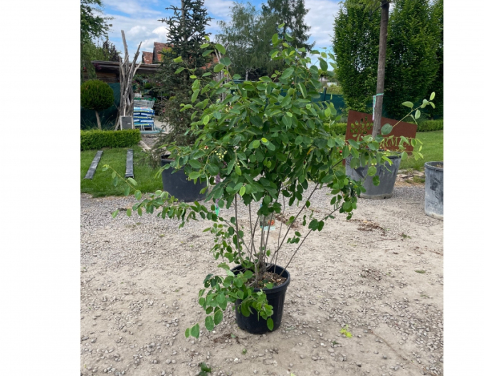 Kupfer-Felsenbirne 120 - 140cm