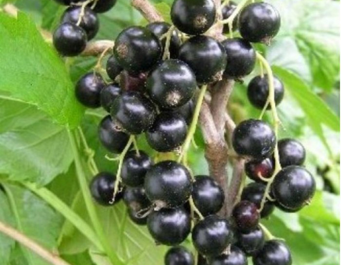 Schwarze Johannisbeere Sofijevskaja Hochstämmchen, 2l