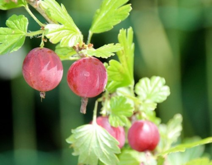 Stachelbeere Kameniar - Stämmchen, cont. 2l