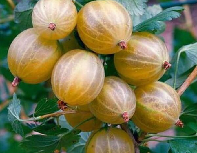 Stachelbeeren Hinnonmaki Gelb - Stämmchen, wurzelnackt