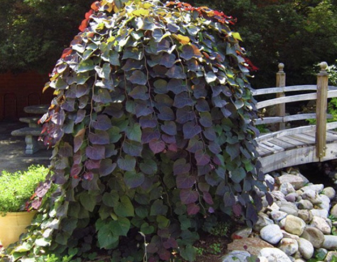 Judasbaum aus Kanada Ruby Falls