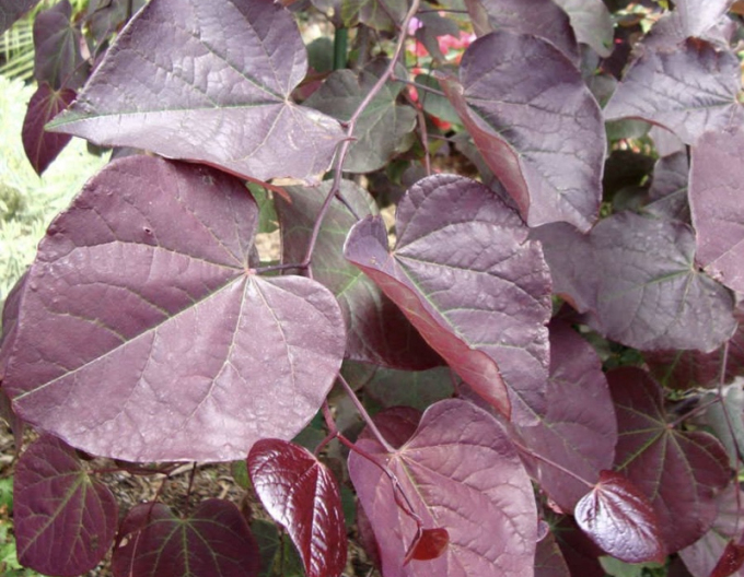 Judasbaum aus Kanada Ruby Falls