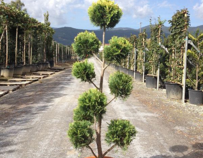 Leyland-Zypresse PON PON 120cm