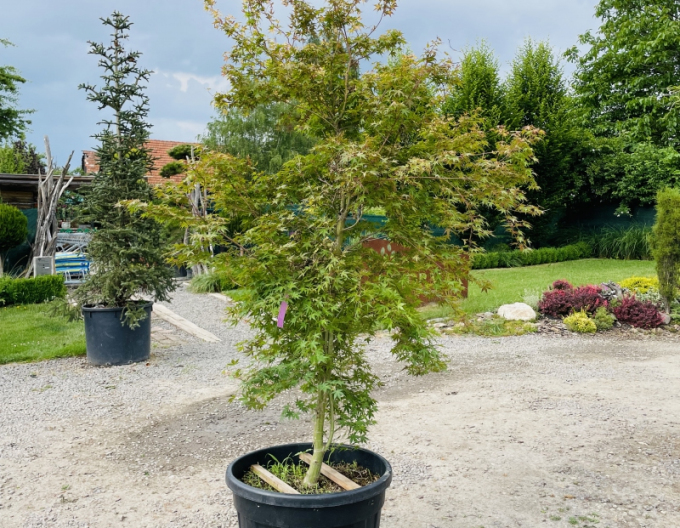 Palmblättriger Ahorn Katsura