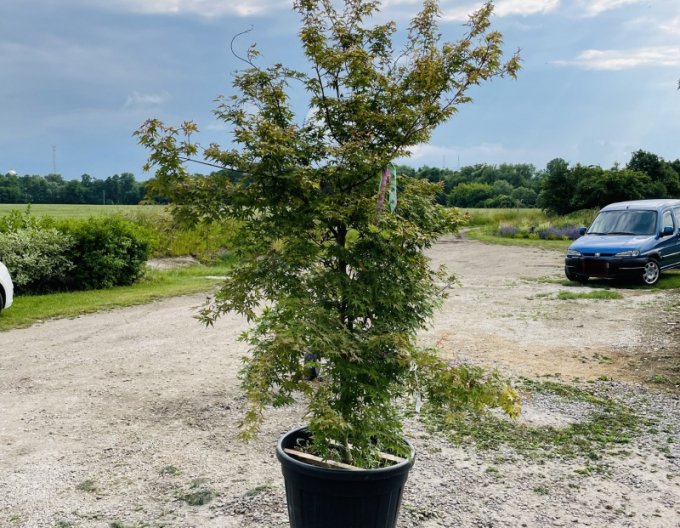 Palmblättriger Ahorn Katsura