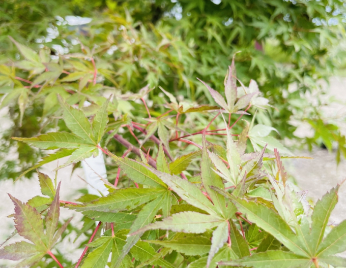 Palmblättriger Ahorn Katsura