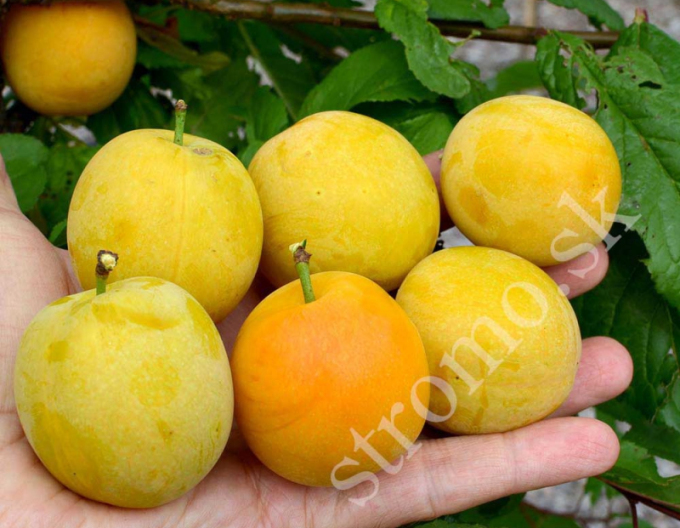 Sibirische Pflaume  GEK