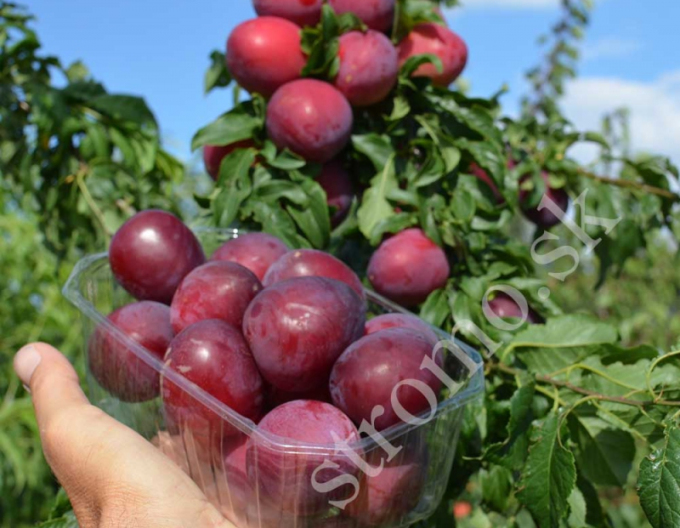 Sibirische Pflaume  DONCHANKA RANNAYA