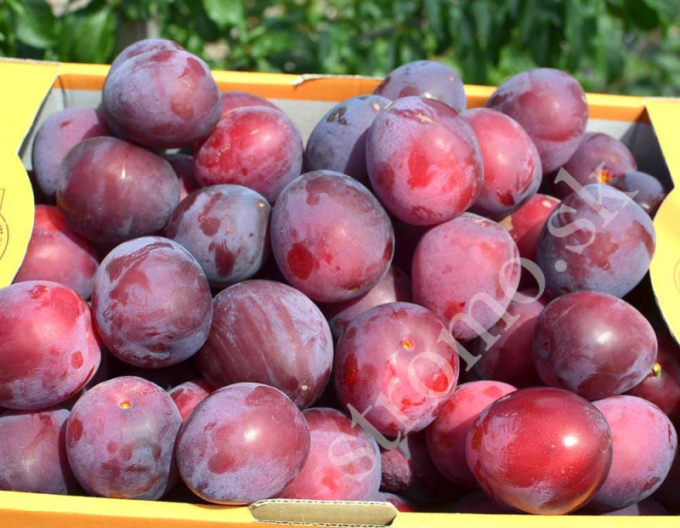 Sibirische Pflaume  DONCHANKA RANNAYA