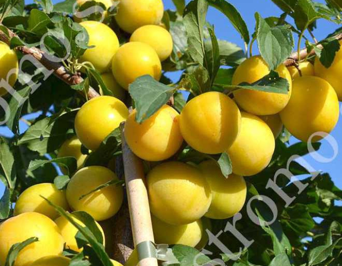 Sibirische Pflaume  GEK