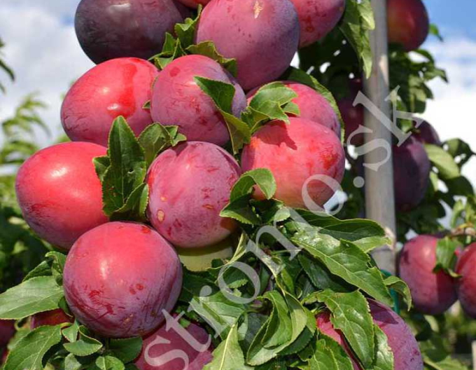 Sibirische Pflaume  DONCHANKA RANNAYA