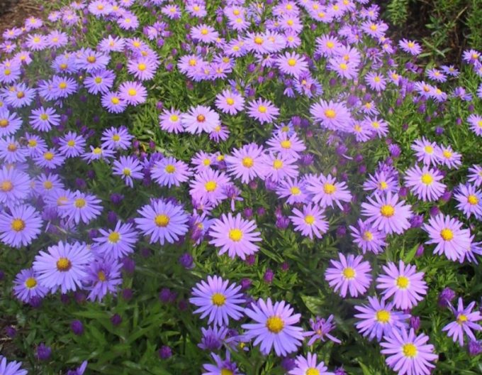 Aster Prof. Anton Kippenberg