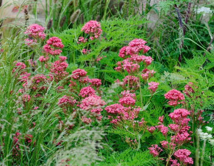 Rote Schleuder Coccineus