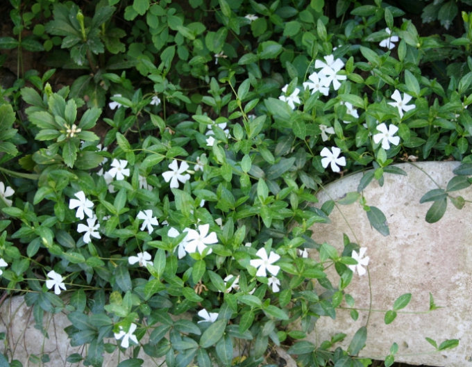 Kleines Immergrün Alba
