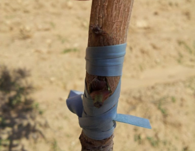 Veredelungsgummi 160x4,5mm