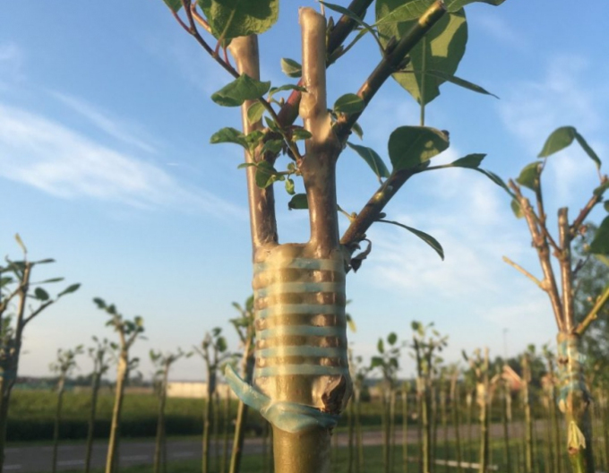 Veredelungsgummi 240x6mm