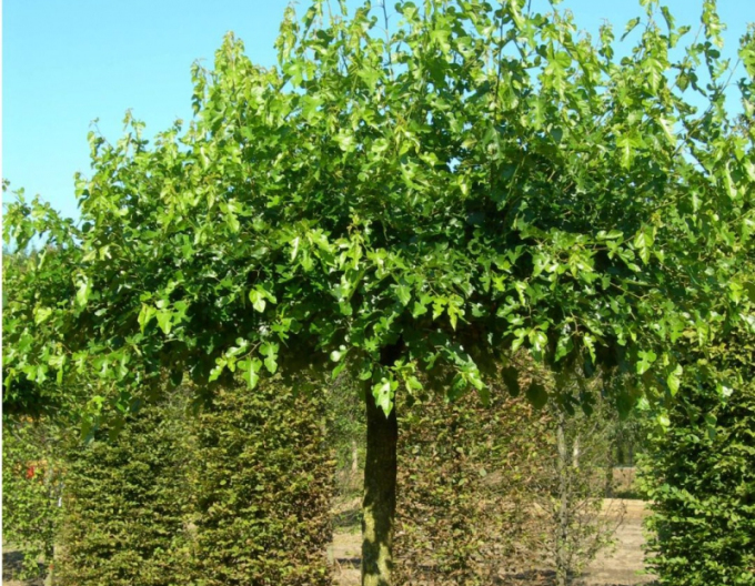 Maulbeere Globosa auf einem Stiel