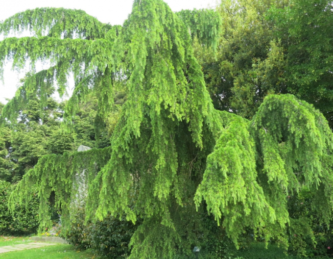 Himalaya-Zeder Pendula